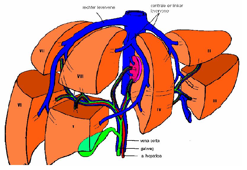 chirurgische anatomie lever