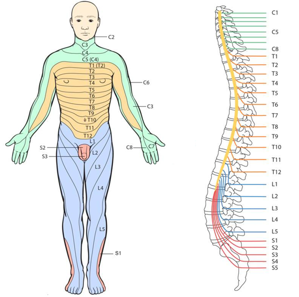 Figure 1 Nerve roots and corresponding dermatomes