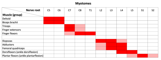 Figure 2 Myotomes Spinal innervation