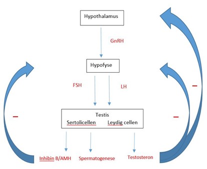 Figuur 1 Hypothalame hypofysaire gonadale as