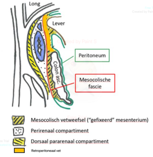 Figuur 2b Sagittale anatomie