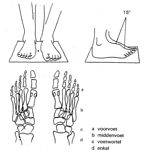 tussen de beide voeten, ter hoogte van de middenvoet; circa 15 graden inschieten van distaal (tenen) naar proximaal (voetwortel)