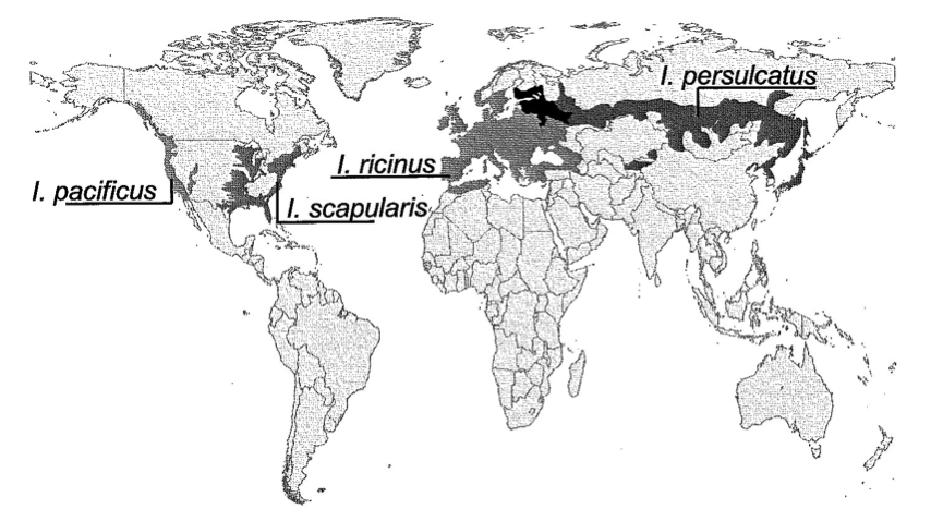 Approximate geographic distributions of four medically important Ixodes ricinus complex ticks